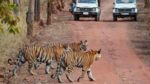 Bandhavgarh-National-Parks img