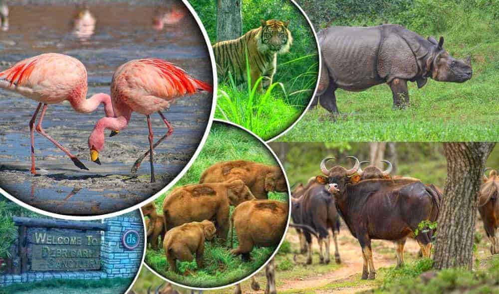 wild life Best Travel Agency Odisha Since 1993 