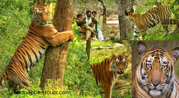 MP Tiger Safari Tour