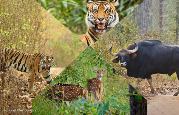 Madhya Pradesh Wildlife Tour - Best Travel Agency Odisha Since 1993 ...