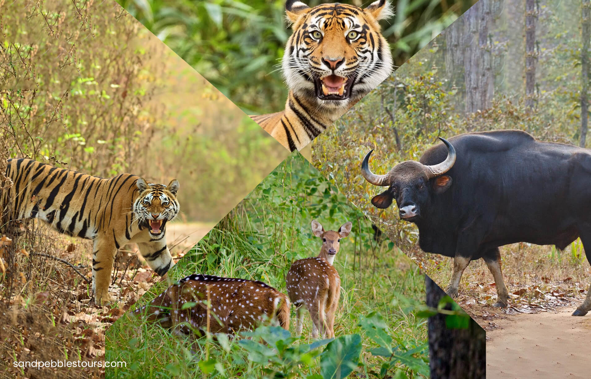 madhya pradesh wildlife tourism