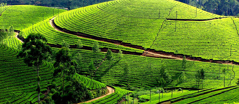 amazing-kerala-tour